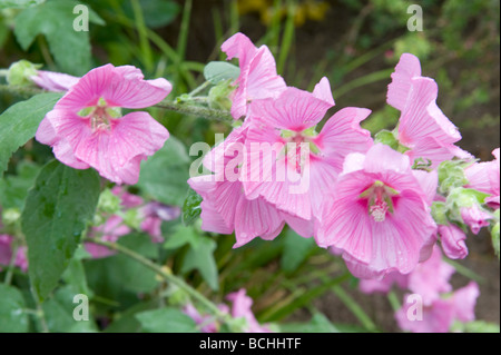 Lavatera cachemiriana Malvaceae malva. Sorprendente a forma di tromba fiori rosa in piena fioritura. Foto Stock