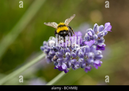 Un Bumble Bee raccoglie il polline di un fiore di lavanda in un giardino nel Sussex Regno Unito Foto Stock