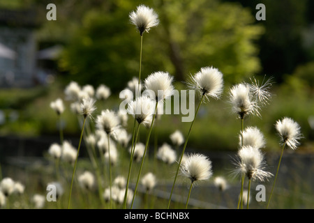 Hypericum elodes Sumpf Johanniskraut giardino botanico Monaco di Baviera Baviera Germania Foto Stock