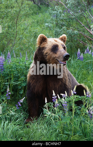 Orso bruno si erge tra fiori selvatici di lupino in Alaska Wildlife Conservation Centre in Alaska centromeridionale captive Foto Stock