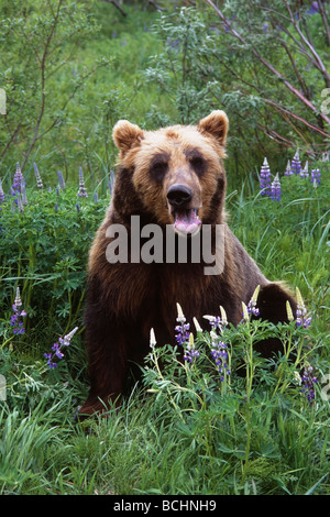 Orso bruno si erge tra fiori selvatici di lupino in Alaska Wildlife Conservation Centre in Alaska centromeridionale captive Foto Stock