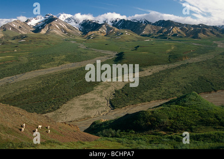 Dall pecore sul versante alpino pass policromo Parco Nazionale di Denali AK Estate Foto Stock