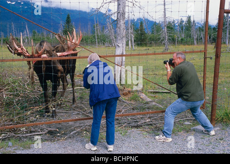 I visitatori dell'Alaska Wildlife Conservation Centre fotografare un toro di alci. Estate in Alaska centromeridionale. Foto Stock