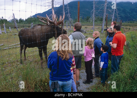 I visitatori dell'Alaska Wildlife Conservation Centre osservare un toro alci durante l estate in Alaska centromeridionale. Foto Stock