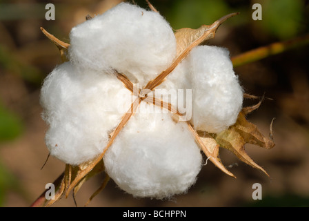 West-africa, Mali, Bio Fairtrade cotton , pianta di cotone , maturano boll formazione con fibra bianca Foto Stock