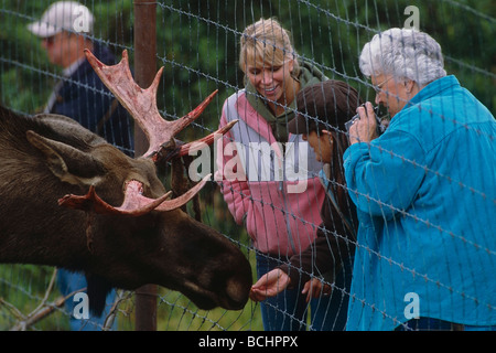 I visitatori dell'Alaska Wildlife Conservation Centre osservare un toro alci durante l estate in Alaska centromeridionale. Foto Stock