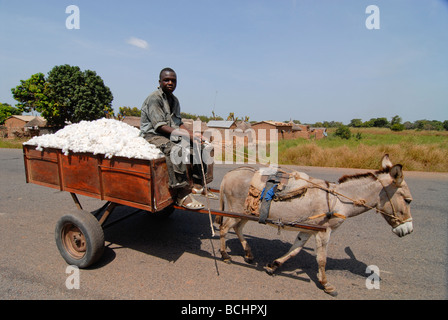 Mali, trasporto contadino di cotone raccolto con carrello asino, asini sono un obiettivo da parte dei compratori cinesi per l'esportazione di produrre gelantin da pelle asino Foto Stock