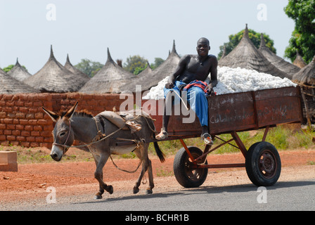 Mali, trasporto contadino di cotone raccolto con carrello asino, asini sono un obiettivo da parte dei compratori cinesi per l'esportazione di produrre gelantin da pelle asino Foto Stock
