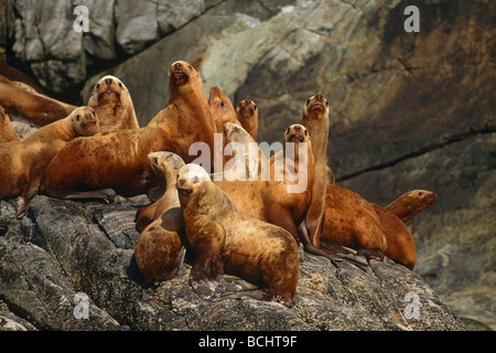 Stellar leoni di mare seduti sulle rocce Cross suono SE AK estate ritratto Foto Stock