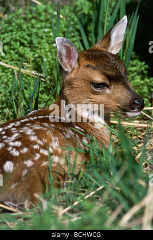 Sitka nero-tailed Deer Fawn stabilisce l'Erba Captive AK SC Primavera Big Game AK Foto Stock