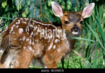 Sitka nero-tailed Deer Fawn stabilisce l'Erba Captive AK SC Primavera Big Game AK Foto Stock