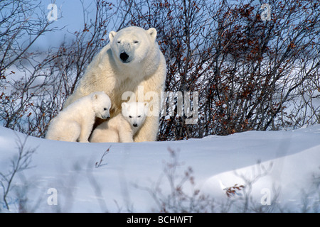 Orso polare seminare & Cubs in appoggio in Snow Churchill in Canada Foto Stock