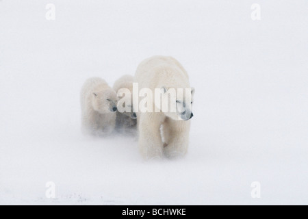 Madre Polar Bear & 2 Lupetti nella tempesta di neve Churchill Canada inverno Foto Stock