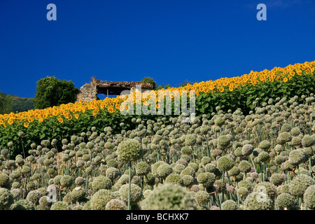 Sun Flowers e cipolle nelle Marche Italia Foto Stock