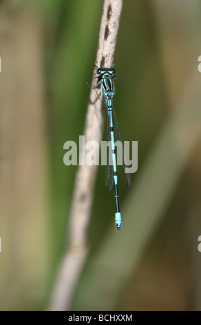 Comune Damselfly blu Enallagma cyathigerum a riposo Foto Stock