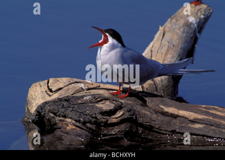 Arctic Tern sul moncone chiamando ritratto nella molla AK Fairbanks Foto Stock