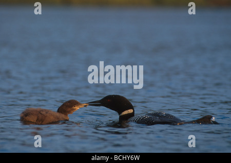 Loon comune alimenta il pulcino su Spiaggia Lago SC AK Foto Stock