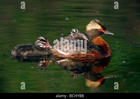 Svasso cornuto & pulcini in stagno SC Alaska estate Foto Stock