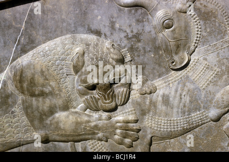 Parte di un bassorilievo di un leone che attacca un toro a Persepoli Iran un simbolo della religione zoroastriana riferendosi alla ora Roz nuovo Foto Stock