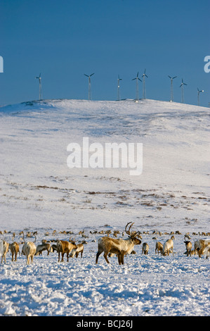 Allevamento di renne navigazione su appartamenti sotto il banner progetto eolico in Alaska, la più grande fattoria eolica, in Western Alaska Foto Stock