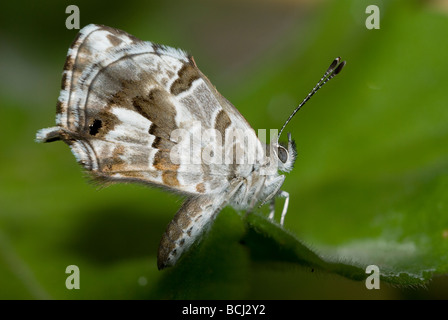 Geranio Bronzo (Cacyreus marshalli) Foto Stock