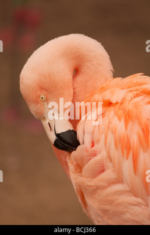 Close-up di un captive flamingo cileni preening. Foto Stock