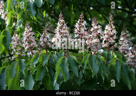 Indian Ippocastano, Aesculus indica, Hippocastanaceae, Himalaya, Asia Foto Stock