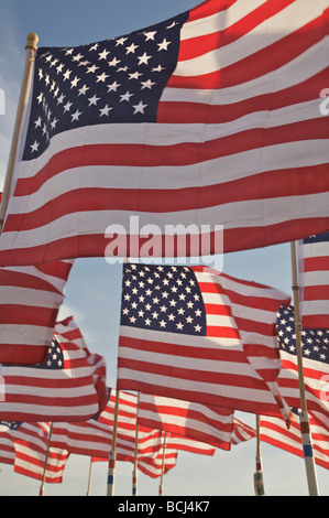 Molti americani bandiere al vento, STATI UNITI D'AMERICA Foto Stock