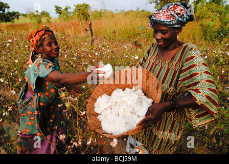 MALI , donne agricoltore dal villaggio raccolto Faragouaran biologico e del commercio equo e solidale il cotone Foto Stock