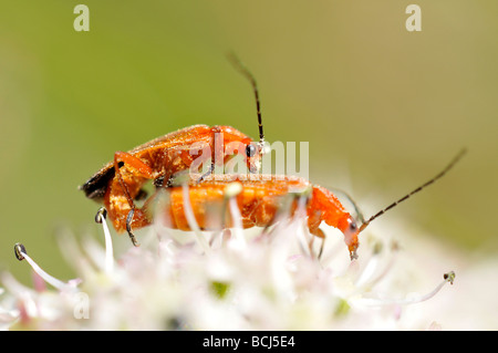 Soldato coleotteri coniugata su un impianto di hogwood wildlife insetti Foto Stock