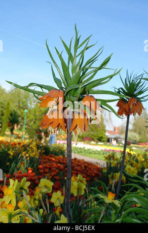 Liliaceae Fritillaria imperialis Kaiserkronen Schachblume Rubra Maxima fiorisce in primavera tempo in giardino aprile 09 Foto Stock