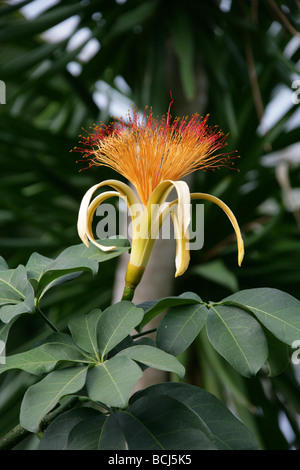 Guiana Castagno Fiore, Pachira aquatica, Malvaceae, America Centrale e Sud America Foto Stock