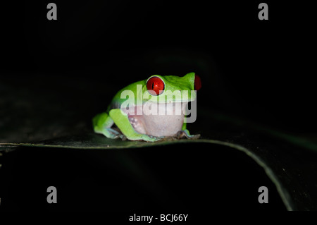 Foto di stock di un rosso-eyed raganella seduto su una foglia di notte, Osa Peninsula, dicembre 2006. Foto Stock