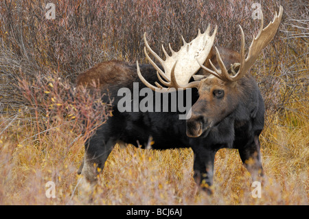 Foto di stock di un toro alci in autunno-colorato salici, Grand Teton National Park, Wyoming, ottobre 2008. Foto Stock