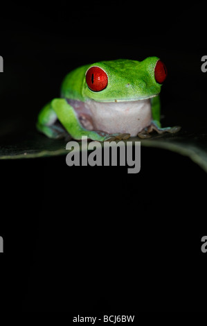 Foto di stock di un rosso-eyed raganella seduto su una foglia di notte, Osa Peninsula, dicembre 2006. Foto Stock