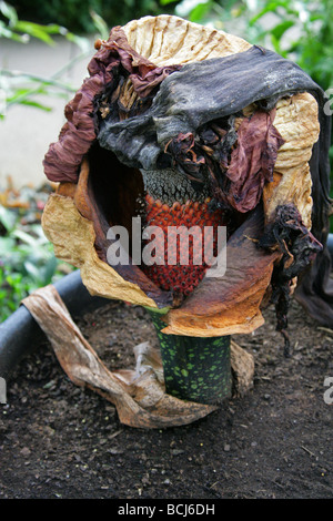 Titan Arum, Amorphophallus Titanum, Araceae. Dopo La Fioritura E Mostrando Testa Di Seme. Sumatra, Indonesia, Asia Foto Stock