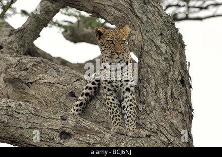 Foto di stock di un leopardo riposa in un grande albero di acacia, Ndutu, Ngorongoro Conservation Area, Tanzania, febbraio 2009. Foto Stock