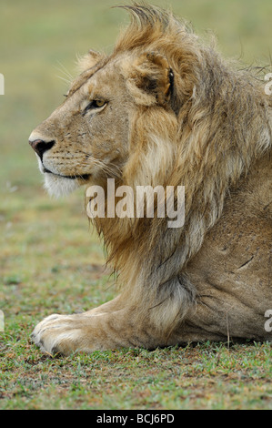 Stock photo closeup immagine di un grande maschio lion, Ndutu, Ngorongoro Conservation Area, Tanzania, febbraio 2009. Foto Stock