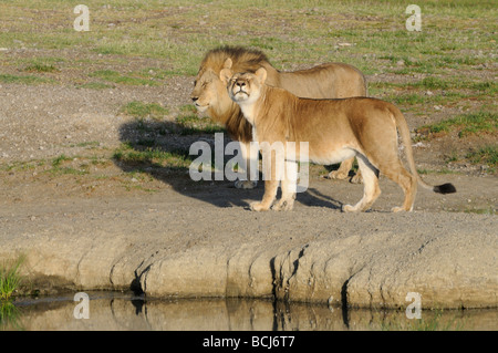 Foto di stock di un leone e lionesss dal lago Masek orgoglio, Ndutu, Ngorongoro Conservation Area, Tanzania, febbraio 2009. Foto Stock