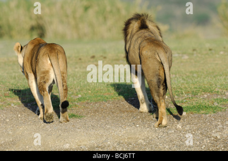 Foto di stock di un leone e lionesss dal lago Masek orgoglio, Ndutu, Ngorongoro Conservation Area, Tanzania, febbraio 2009. Foto Stock