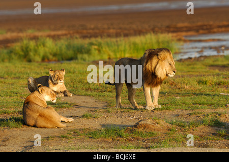 Foto di stock di un leone e lionesss dal lago Masek orgoglio, Ndutu, Ngorongoro Conservation Area, Tanzania, febbraio 2009. Foto Stock