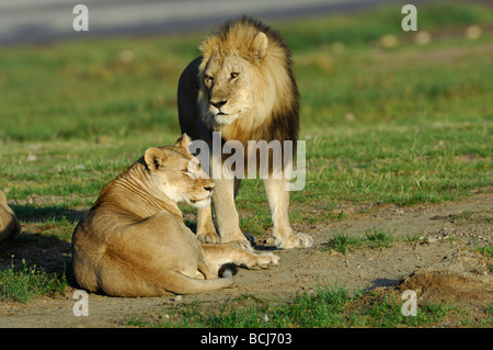 Foto di stock di un leone e lionesss dal lago Masek orgoglio, Ndutu, Ngorongoro Conservation Area, Tanzania, febbraio 2009. Foto Stock