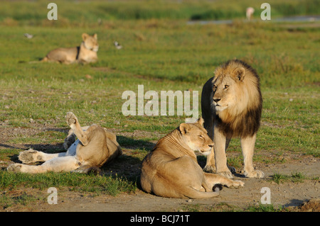 Foto di stock di un leone e lionesss dal lago Masek orgoglio, Ndutu, Ngorongoro Conservation Area, Tanzania, febbraio 2009. Foto Stock