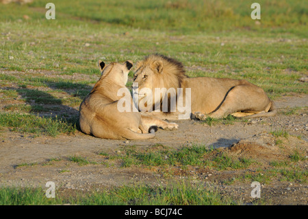 Foto di stock di un leone e lionesss dal lago Masek orgoglio, Ndutu, Ngorongoro Conservation Area, Tanzania, febbraio 2009. Foto Stock