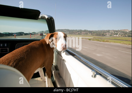 Cane nel sedile del passeggero di automobile convertibile auto guardando la fotocamera su autostrada California Highway 1 in Carlsbad California USA Foto Stock