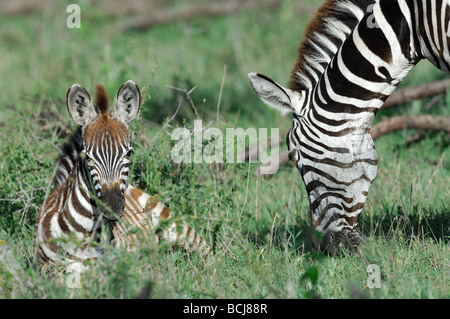 Foto di stock di una zebra pascolano accanto al suo puledro, Serengeti National Park, Tanzania. Foto Stock