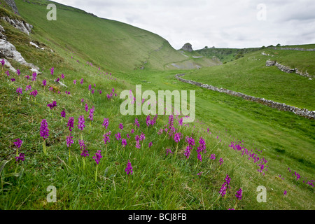 Inizio viola orchidee in Cressbrookdale Foto Stock