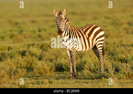 Foto di stock di lone zebra sulle pianure di Ndutu, Tanzania, febbraio 2009. Foto Stock