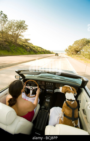 Femmina guida caucasica autovettura convertibile con il cane seduto nel sedile passeggero, la guida lungo la costa Californiana (Del Mar, CA) Foto Stock