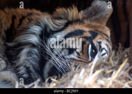 Tiger, lo Zoo di Londra Foto Stock